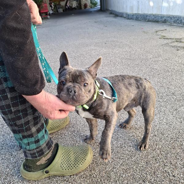 Shamus Cerca Famiglia. Info adozione Monica 3890238584 Foto 4